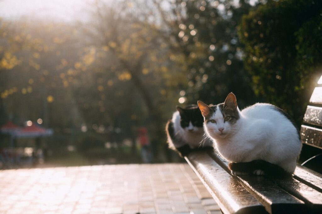 Do Cats Get Colds? 10 Surprising Facts Revealed!