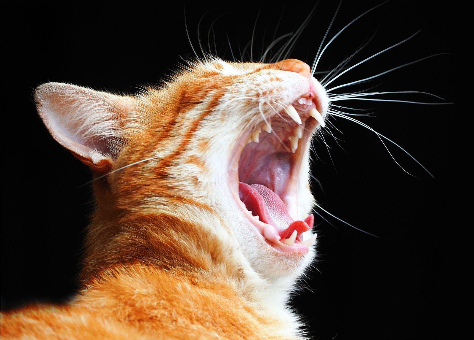 Identifying Potential Risks for Your Feline Friend