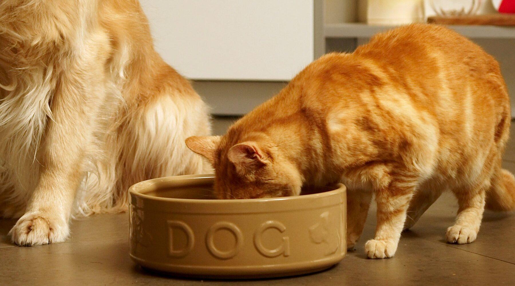 Understanding Why Cats Might Eat Dog Food