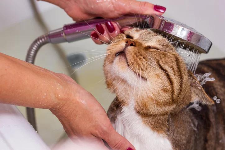 Should I Bathe My Cat Before Flea Treatment? Tips for Success