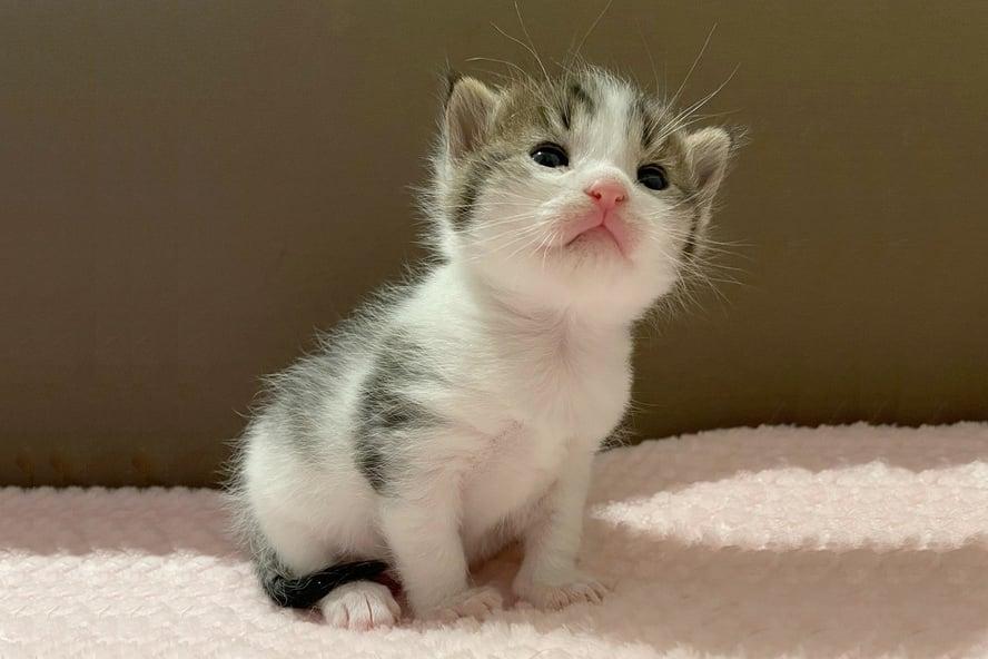 How Old Do Kittens Have to Be to Eat Cat Food? A Feeding Timeline