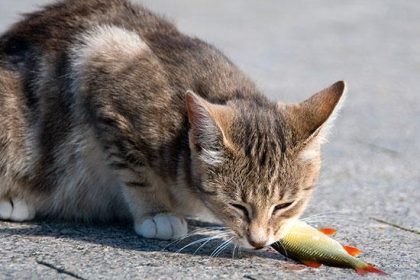 Cat Eating Fish: Is It Safe and What Kind Is Best?