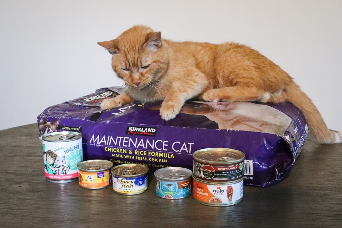 Best Canned Cat Food