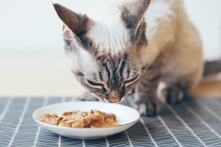 Best Kitten Wet Food