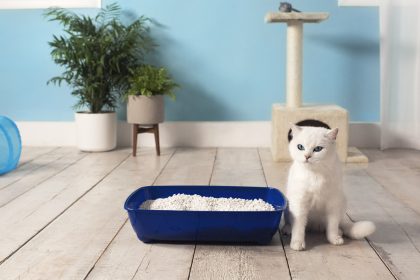 Cat Refuses to Use Litter Box