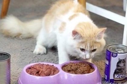 Diamond Cat Food