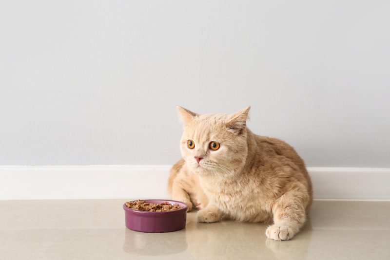 Healthiest Dry Cat Food
