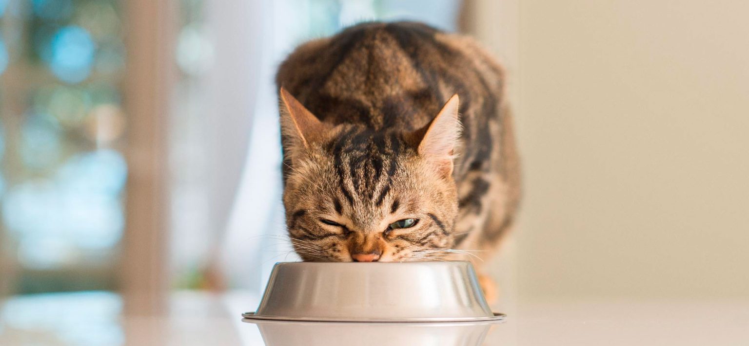 High Fiber Wet Cat Food