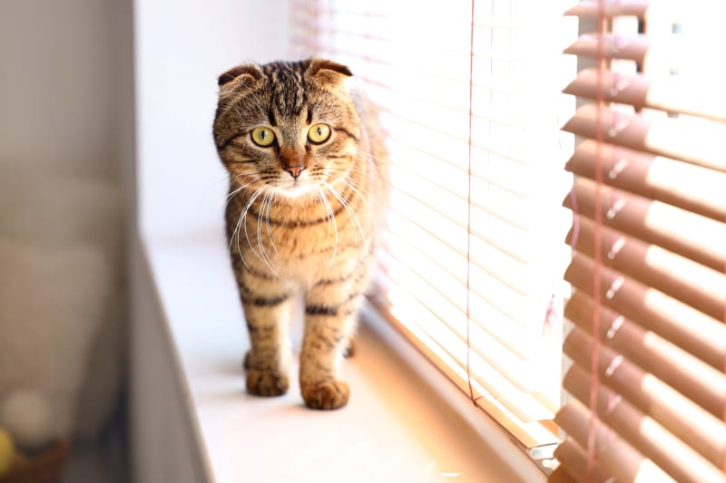 How Long Can You Leave a Cat Alone