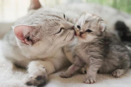 How to Stimulate Cat Milk Production