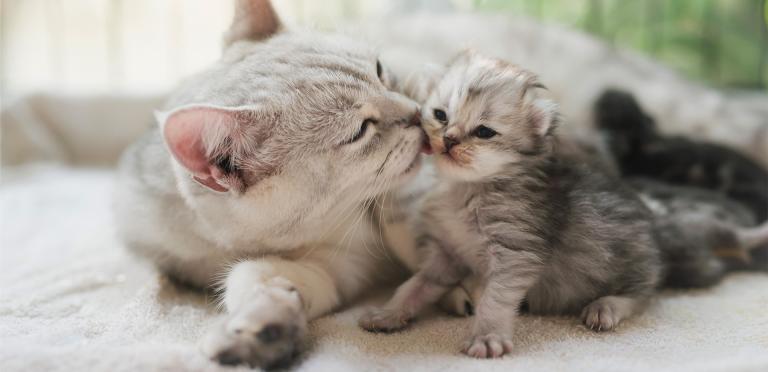 How to Stimulate Cat Milk Production