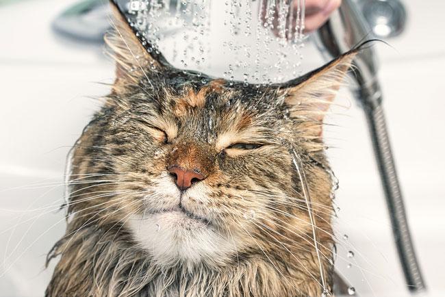 Choosing the Right Products for Your Cats Bath