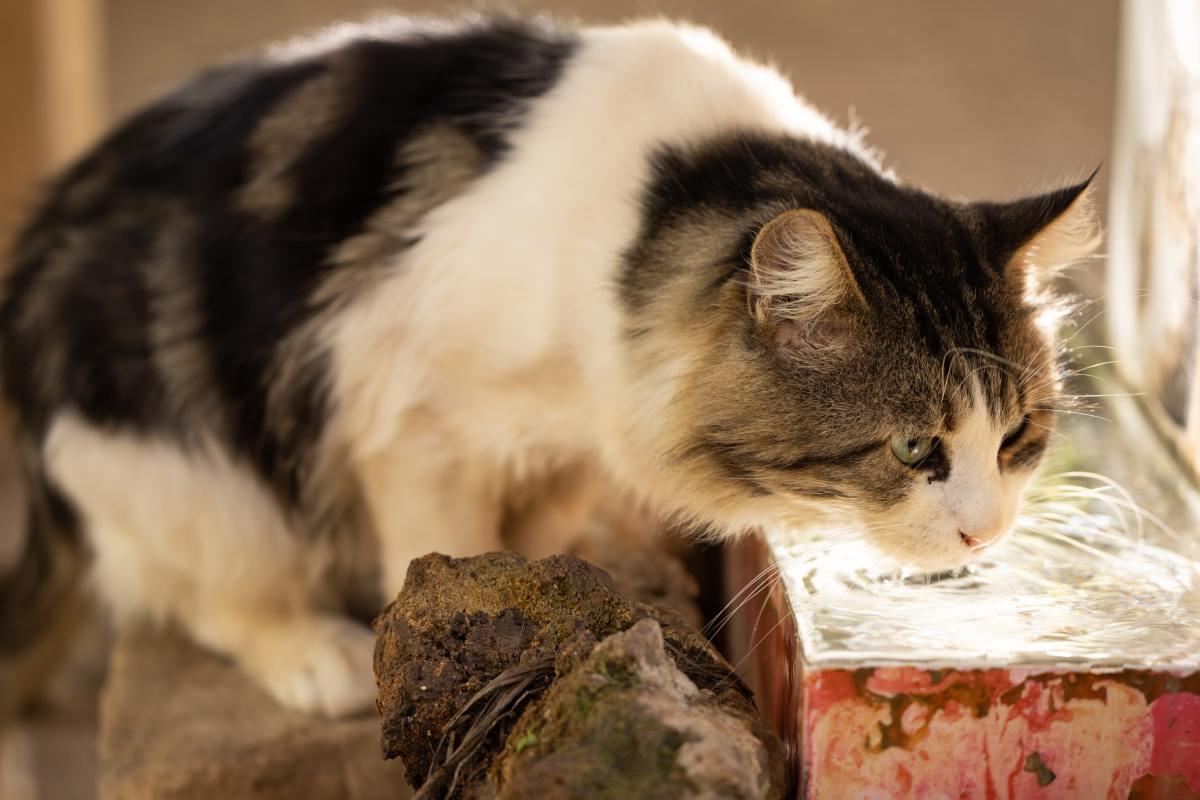Recognizing Signs of Dehydration and Its Impact on Your Cat