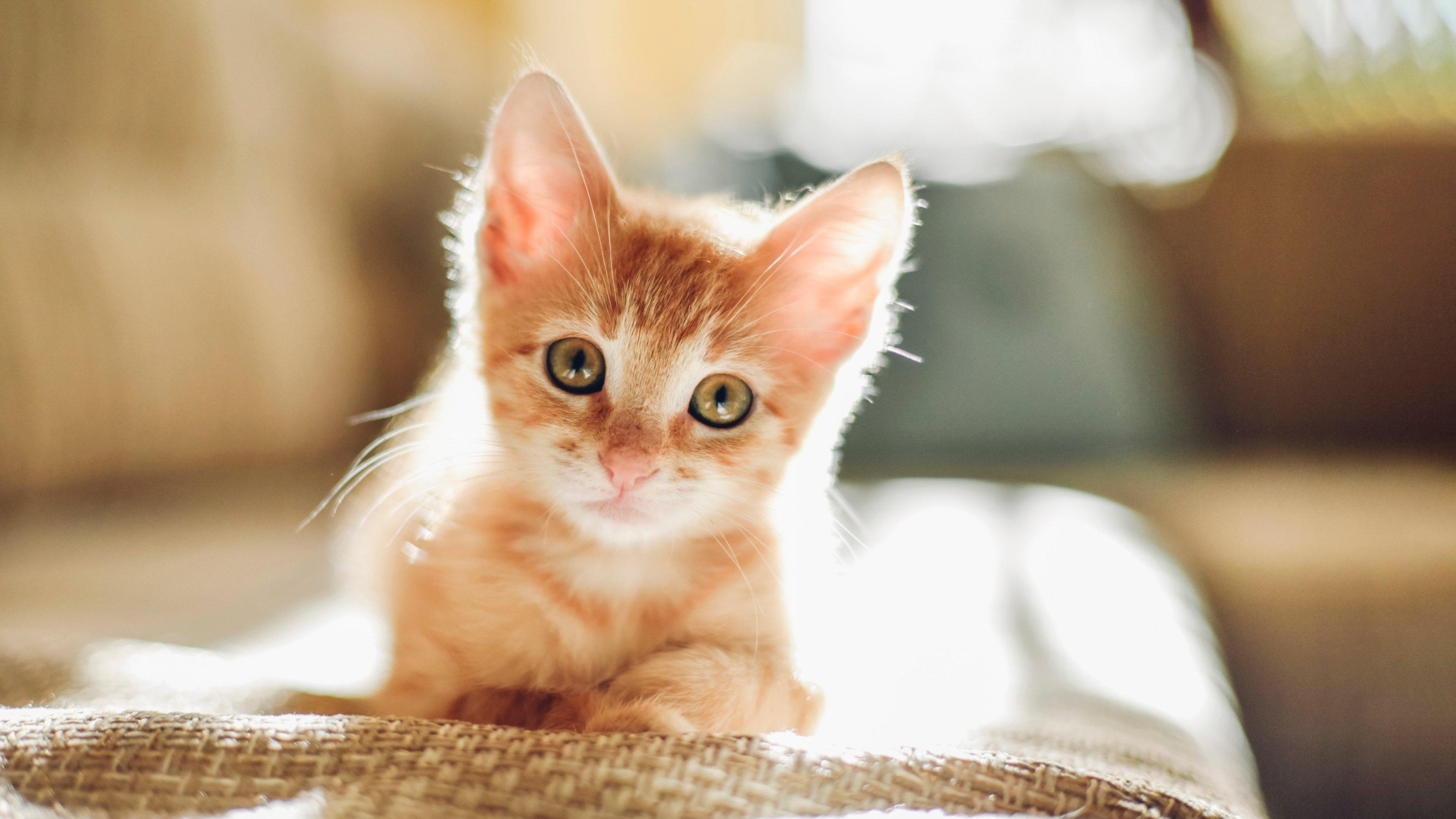 Understanding the Nutritional Needs of Growing Kittens