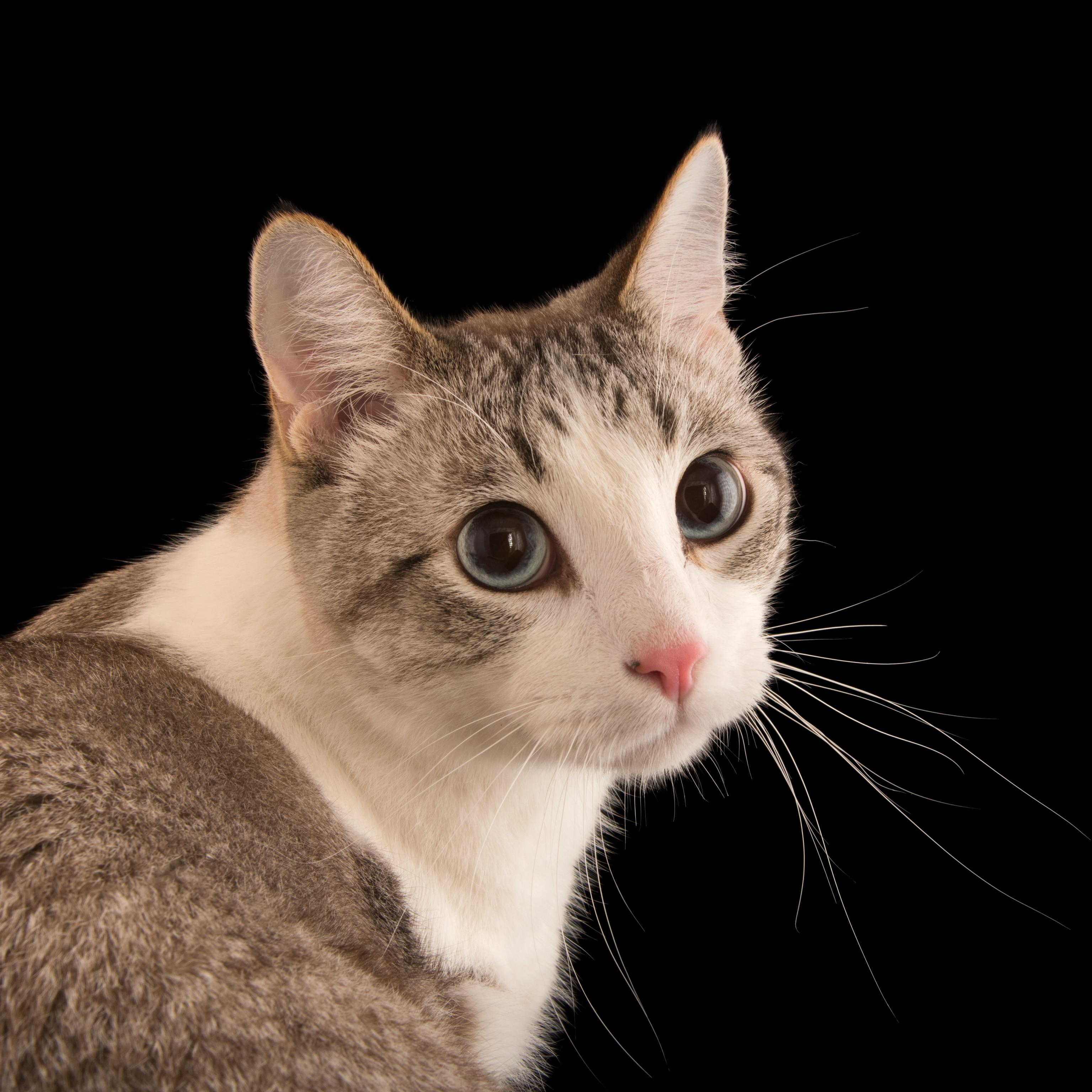 What to Do If Your Cat Eats Dog Food: Tips for Pet Owners