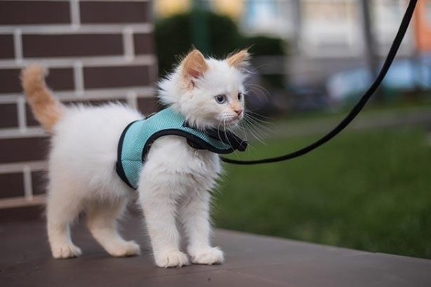 Leash Training Your Cat: Turning Your Indoor Kitty into an Explorer