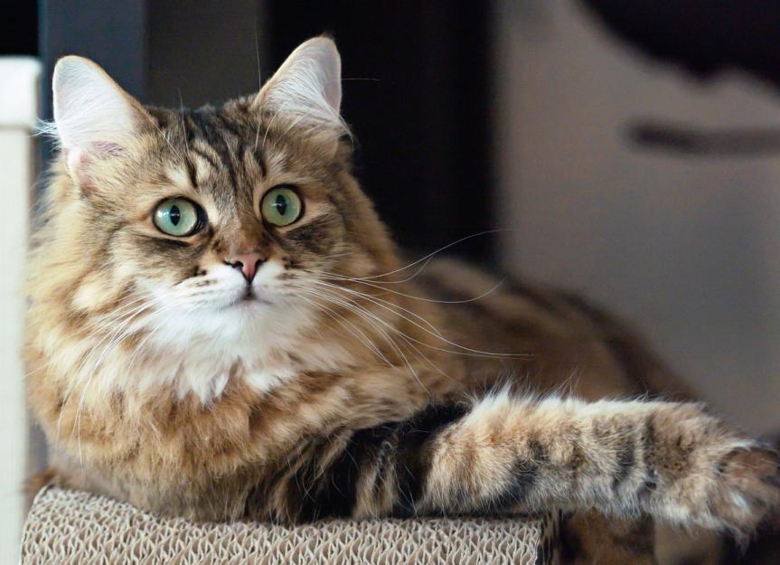 How Long Do Siberian Cats Live? Discover Their Hardy Heritage
