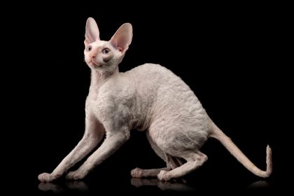 Cornish Rex Health Issues: What Every Owner Should Know