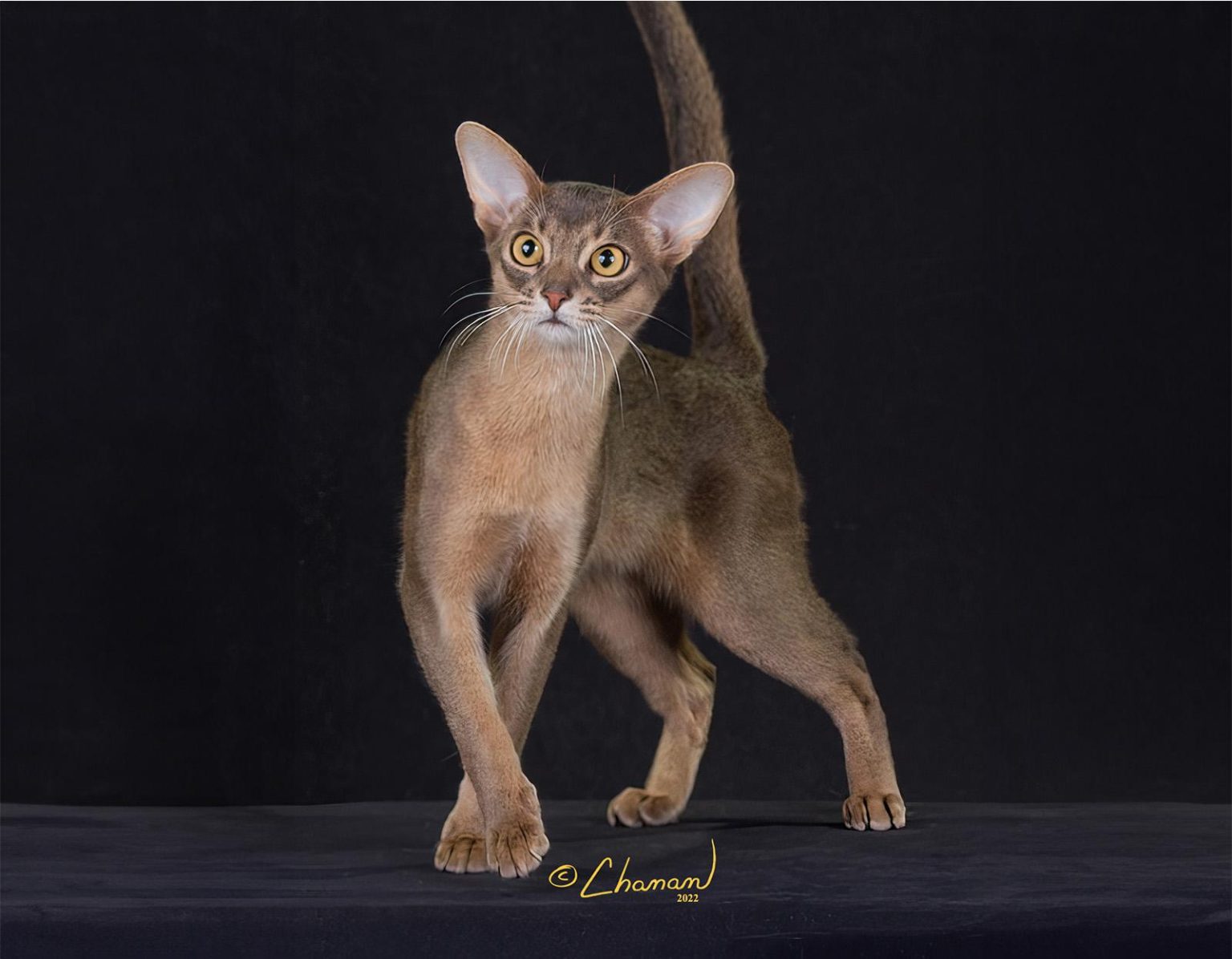Unusual Abyssinian Cat Facts: Meet the Ancient Adventurer
