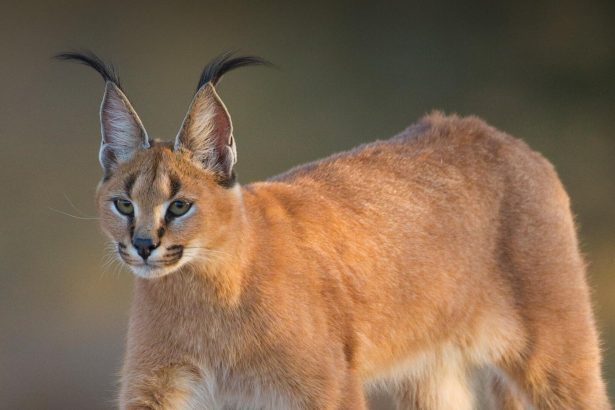 Do Caracals Make Good Pets? The Wild Truth About Exotic Cats