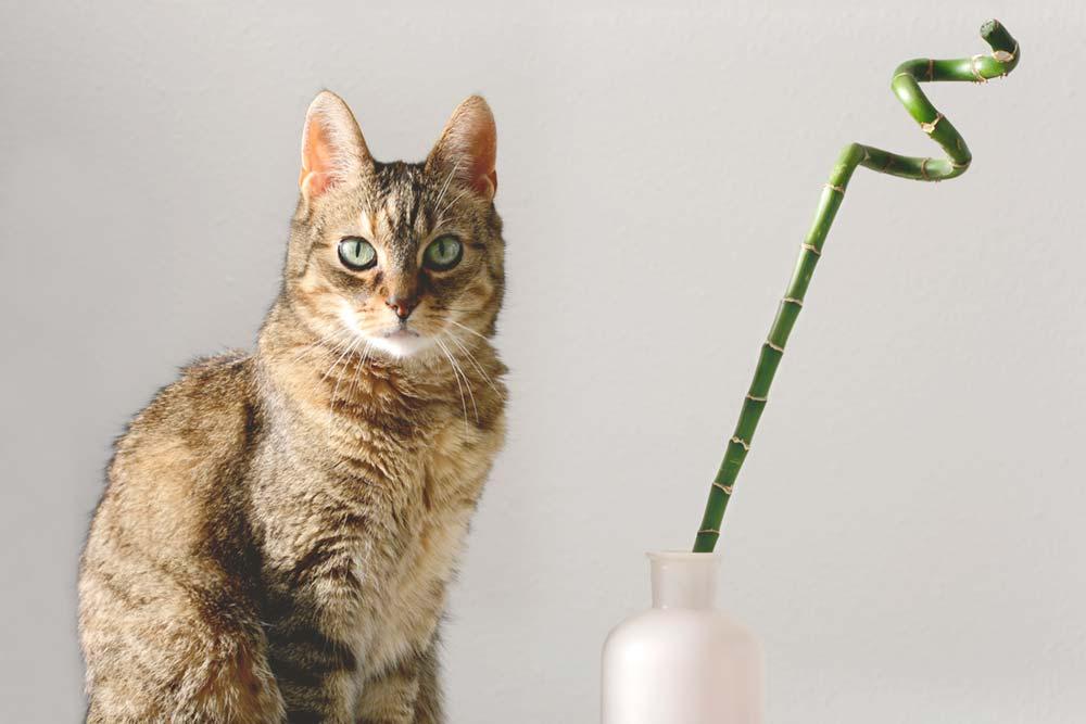 Is Bamboo Toxic to Cats? What You Need to Know About Pet Safety