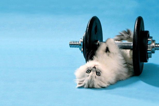 Train Your Cat to Be More Snuggly: Turning Aloof to Affectionate