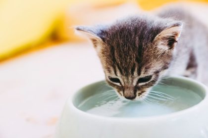 Can Cats Drink Coconut Water