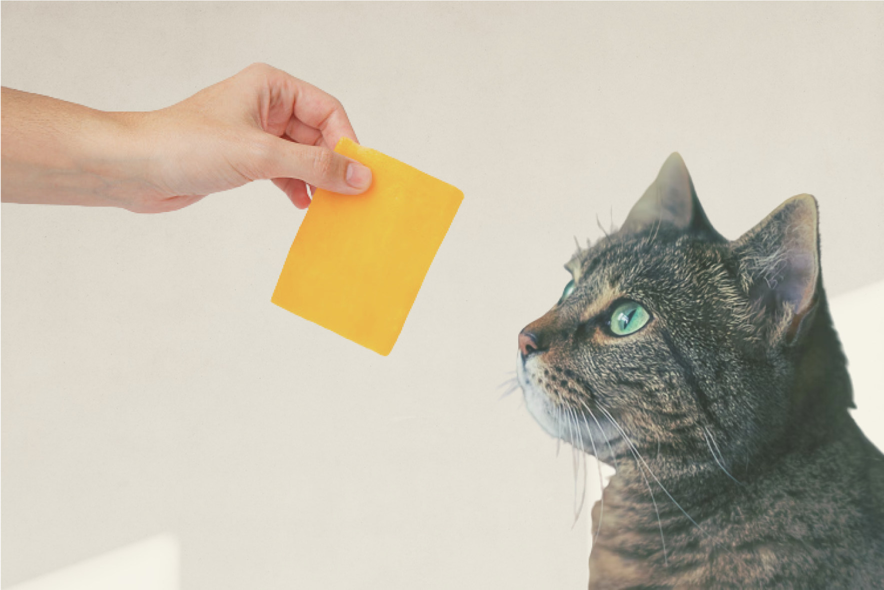 Can Cats Eat Cheese Safely
