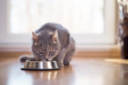 Do Cats Chew Their Food