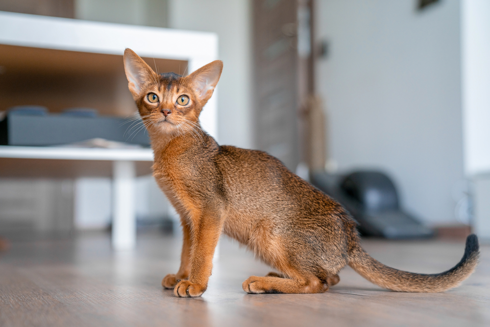 Unusual Abyssinian Cat Facts