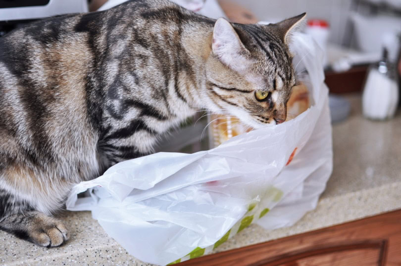 Why Do Cats Chew on Plastic